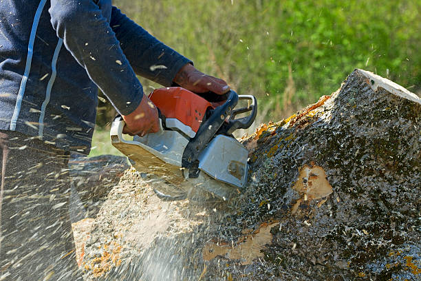 Best Tree Removal Near Me  in , ID